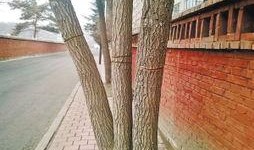 吉林榆树最新爆料,揭秘神秘事件背后的真相