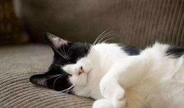 吃瓜娱乐酱社恐猫,揭秘社交恐惧的萌宠——社恐猫的日常生活